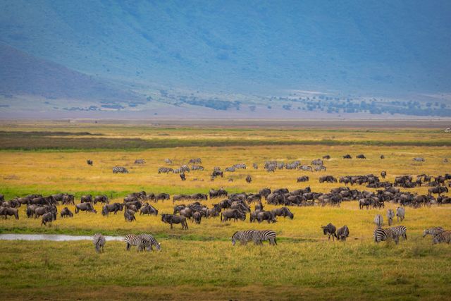 Classic Serengeti & Ngorongoro Crater Safari